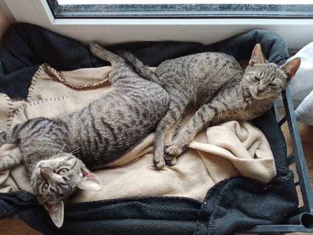 Kotki poszukują ciepłego domu