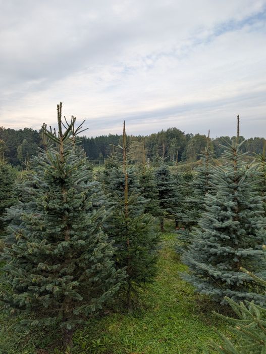 Choinki, świerk srebrny formowany 150-350 cm