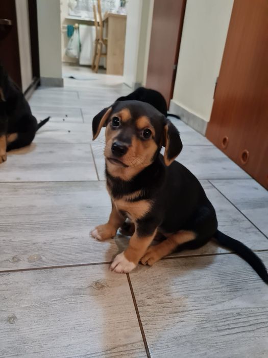 Pieski oddam za darmo w dobre ręce piesek szczenięta