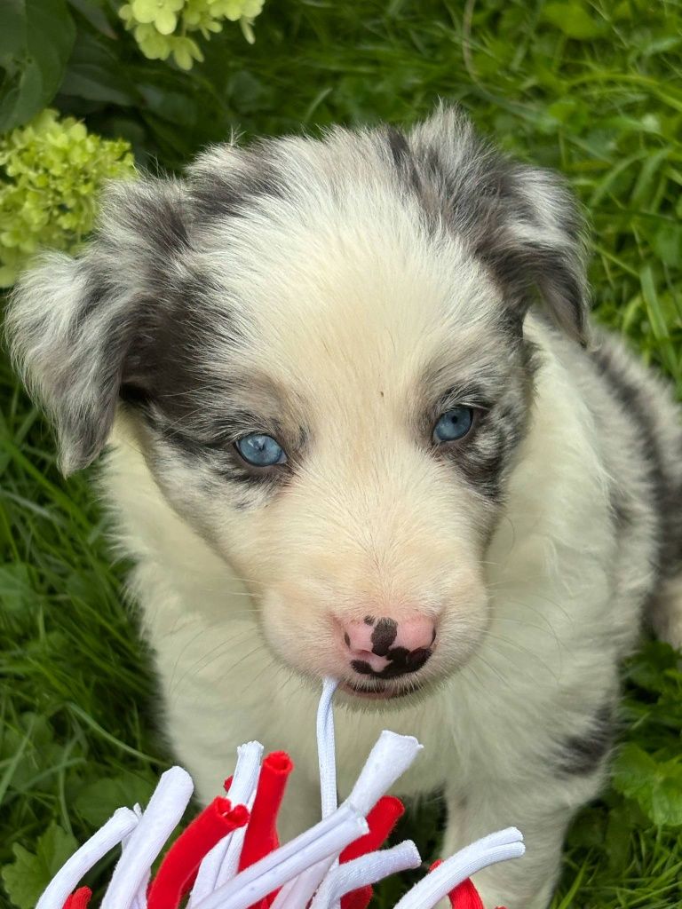 Border Collie - piesek blue merle
