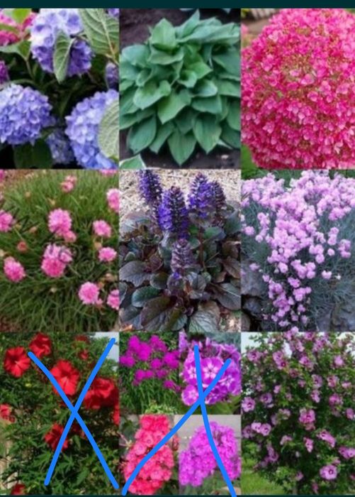 Акебия лиана, жимолость глицини, кампис, роза, мн