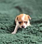 Cudowna Chihuahua