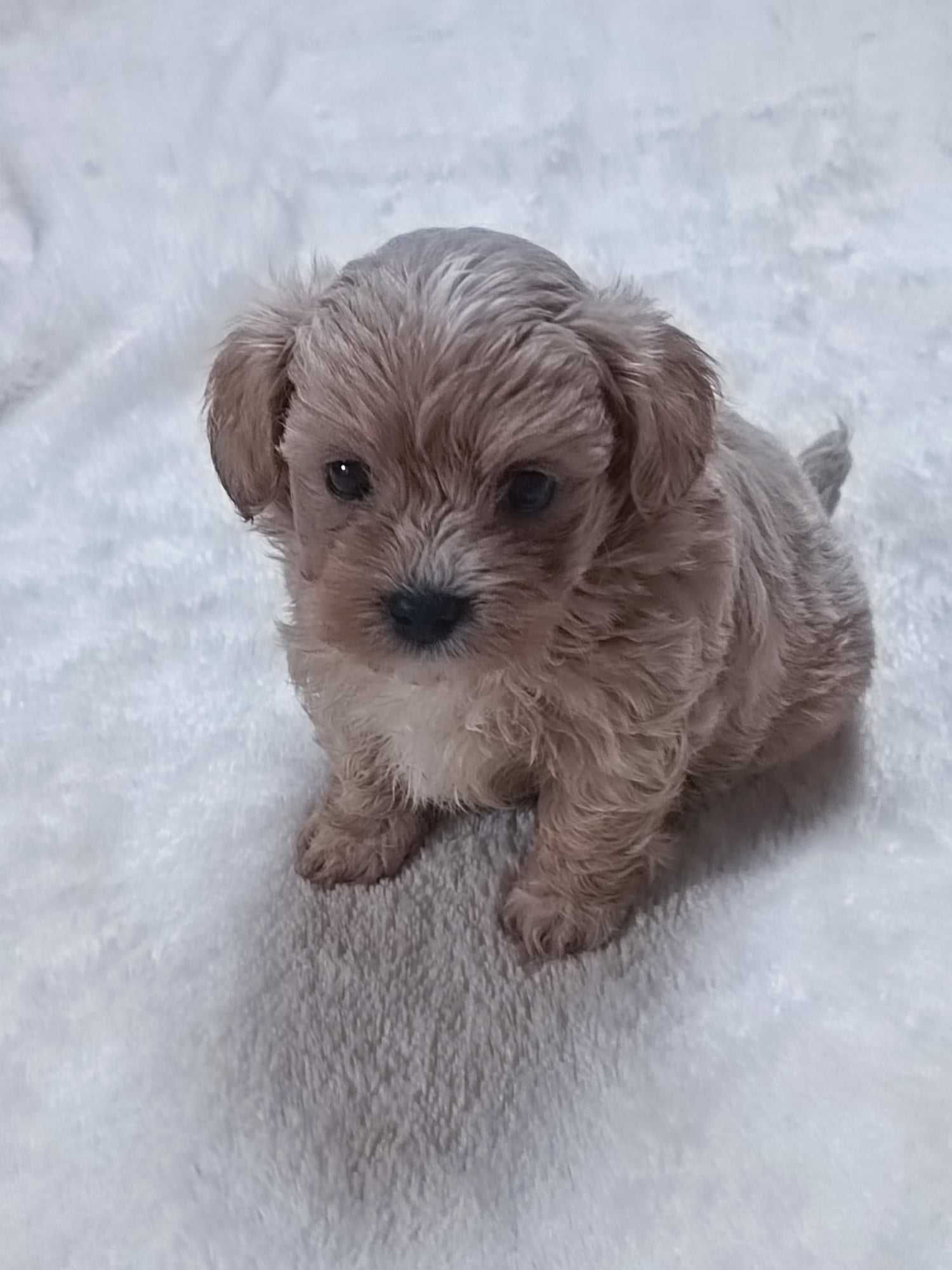 Maltipoo po małych rodzicach.