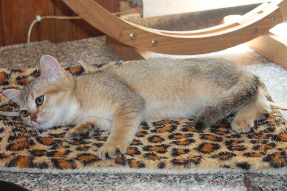 Золота шиншилла хлопчик з вет.паспортом