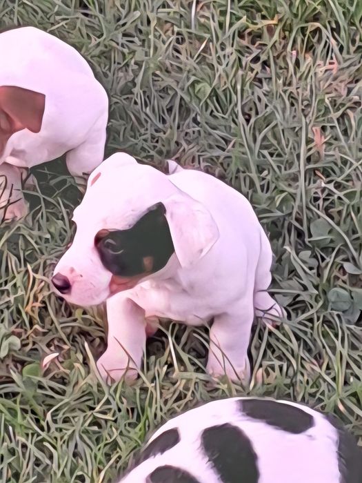 Jack russell terrier
