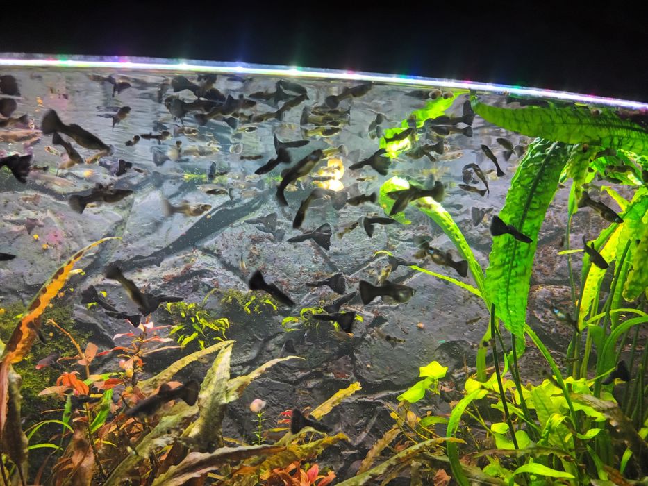 Czarne Gubiki Moskiewskie