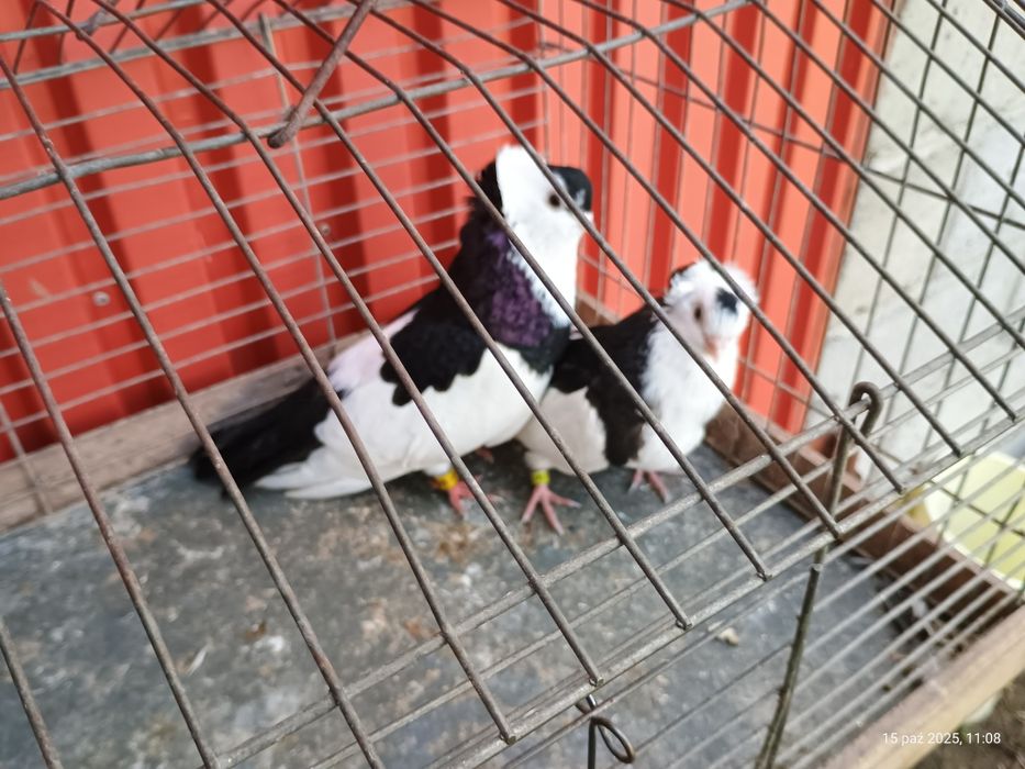 Gołębie ozdobne felki