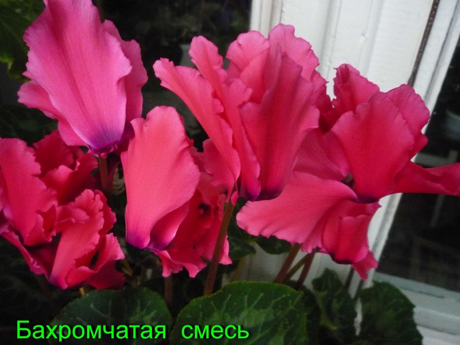 Семена цикламенов