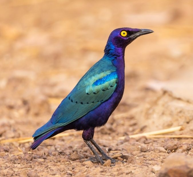Lamprotornis purpureus  - Macho