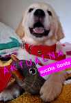 Piękna Bonita !!! Golden Retriever RODZICE OBOJE W HODOWLI