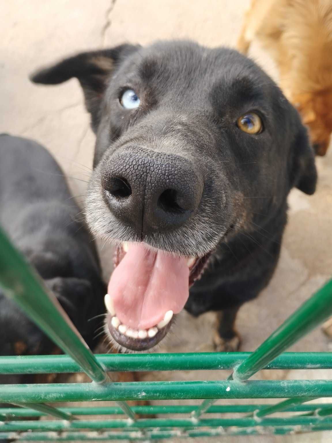 BLUE (Macho, 2 Anos, Porte Grande) Para Adopção