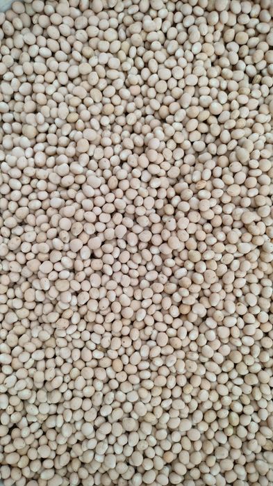 Łubin ekologiczny waskolistny słodki Boruta certyfikat! 20