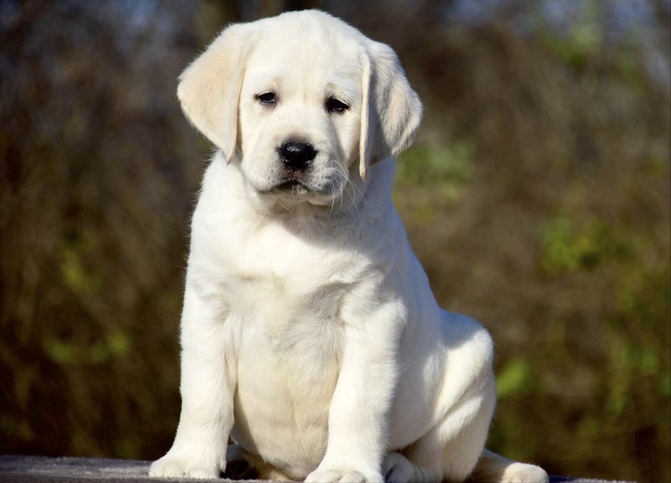 Гарні породні цуценята чекають на вас!