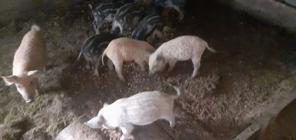 Венгерська мангалиця поросята домашні