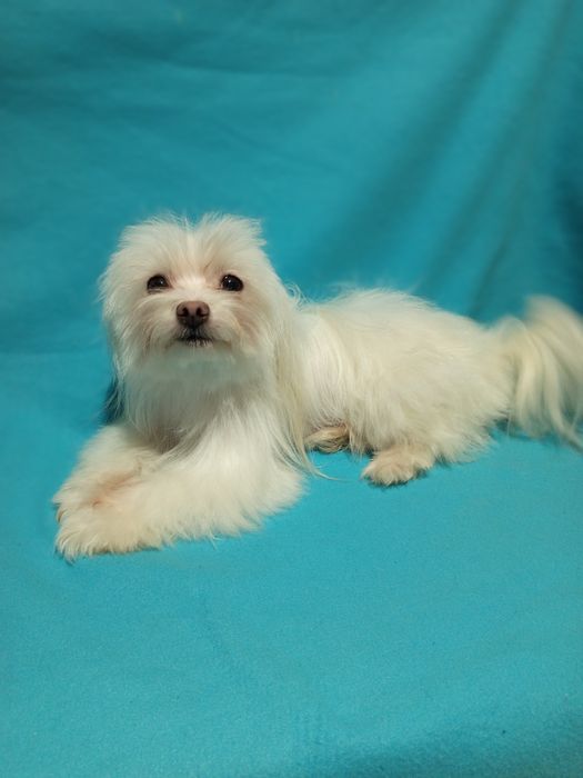 Мальтійська болонка, гарненька  дівчинка