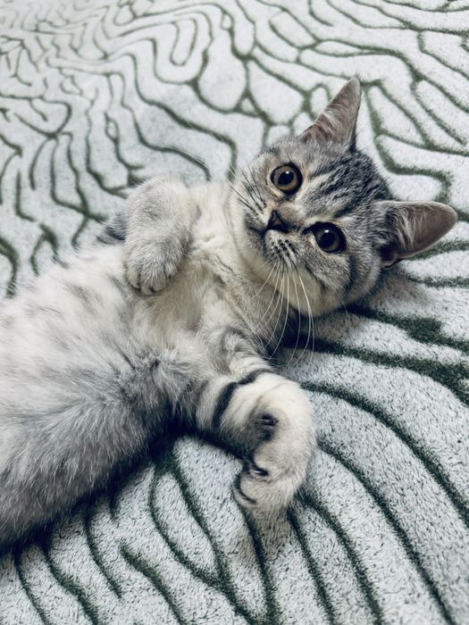 Мармурові шотландські кошенята/marble scottish cats