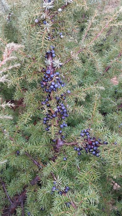 Ягоди ялівцю. Ягоды можжевельника