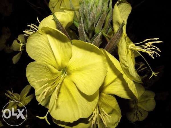 Традесканция садовая, лунник, лилейник желтый , водосбор