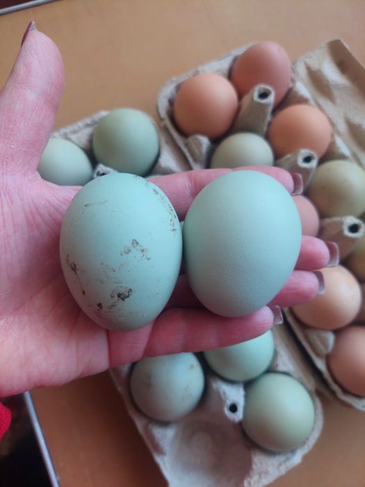 Інкубаційні яйця