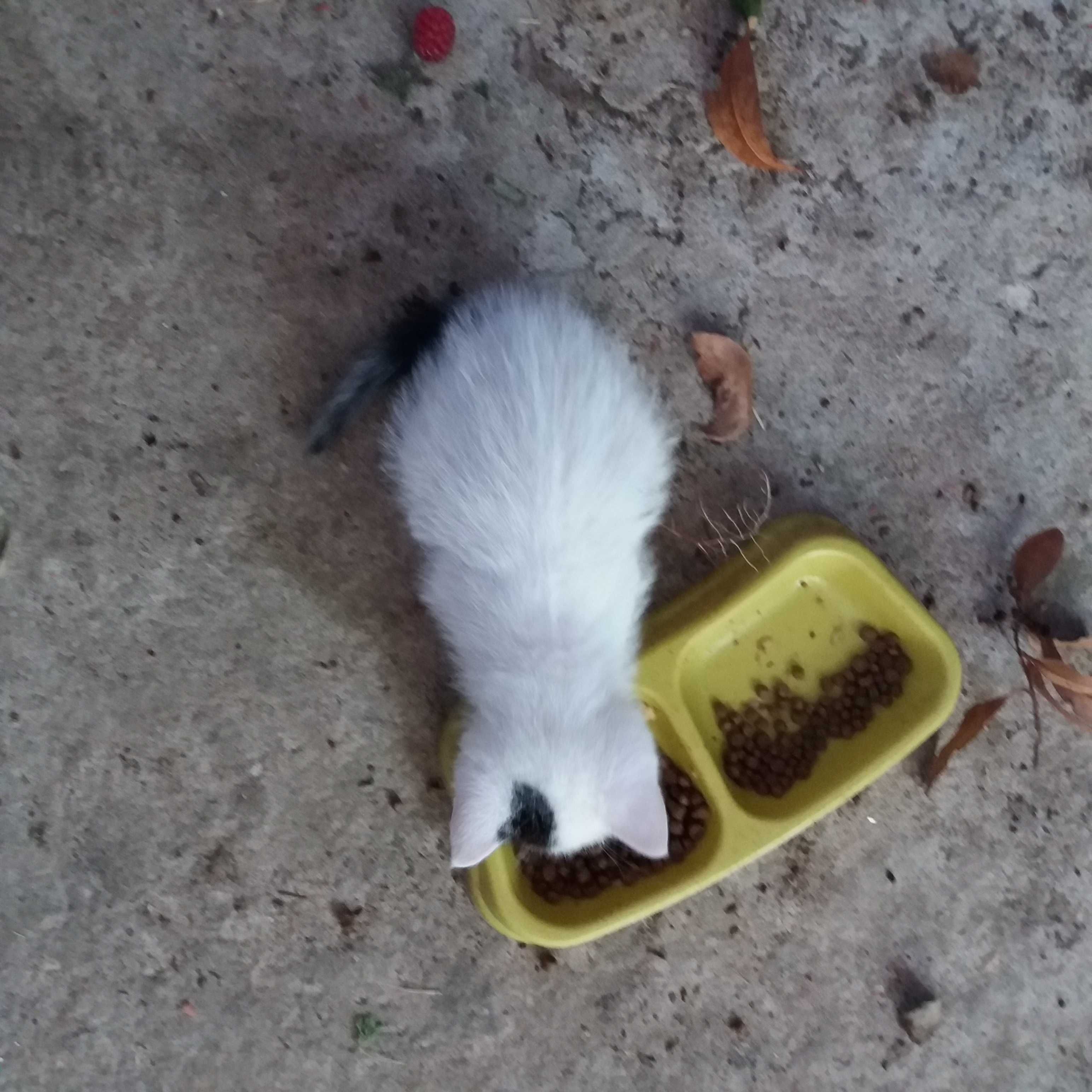 dou gatinhos com 3 meses