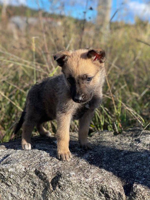 Pastor Belga Malinois
