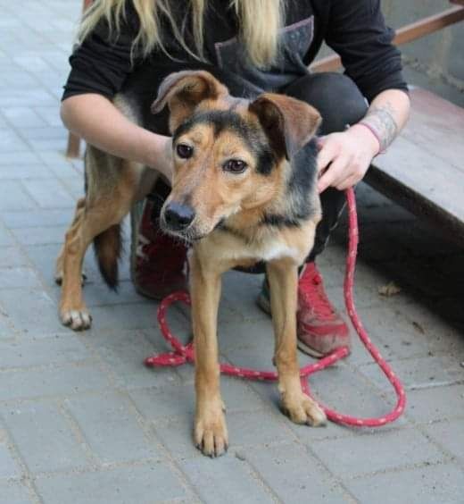 Bardzo miła, towarzyska, dwuletnia sunia do adopcji.