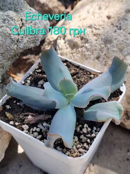 Сукуленти echeveria