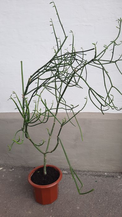 Комнатные цветы большие