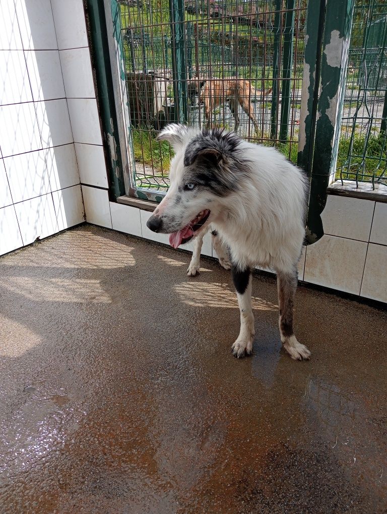 Border collie cachorro