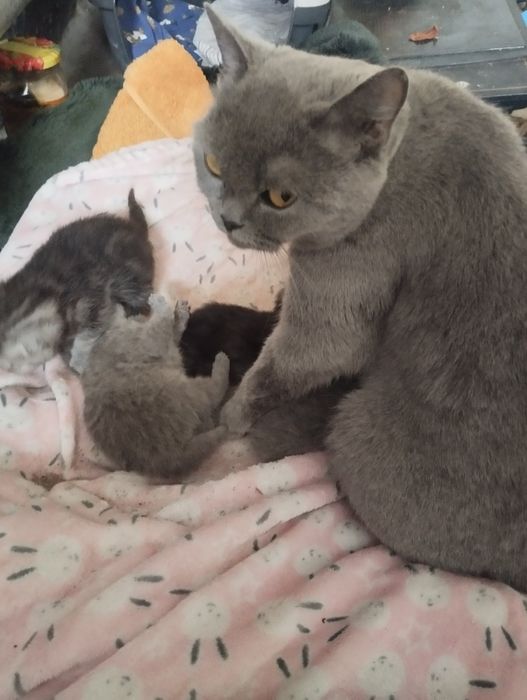 Кошенята британці