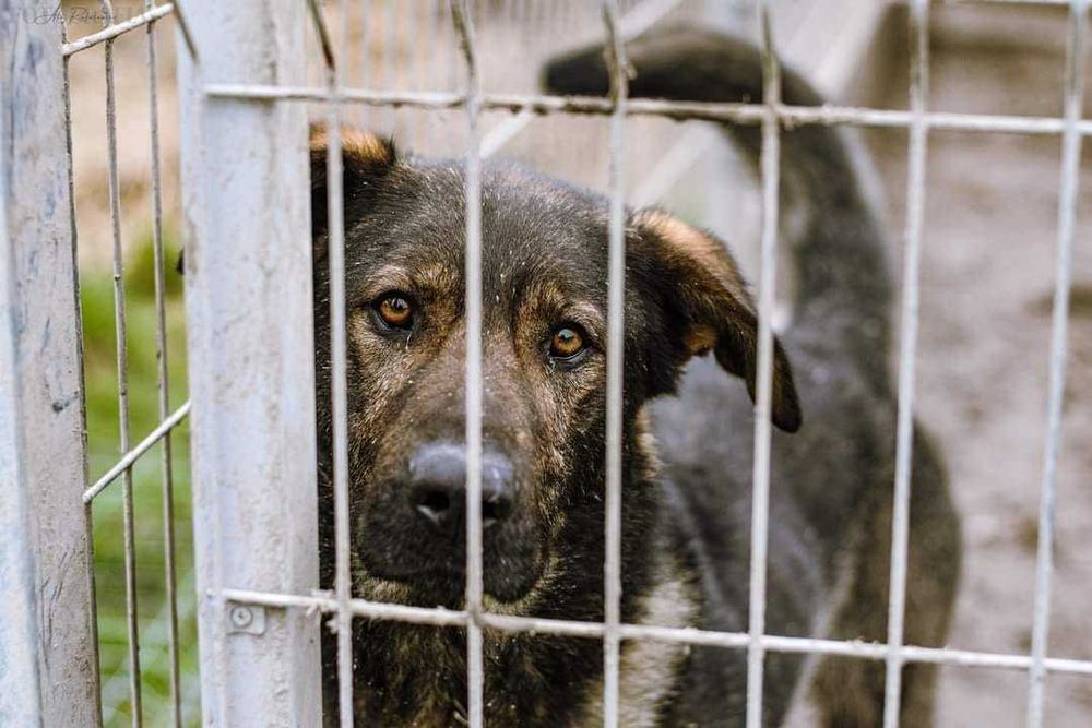 Duży pies Syriusz, aktywny i silny