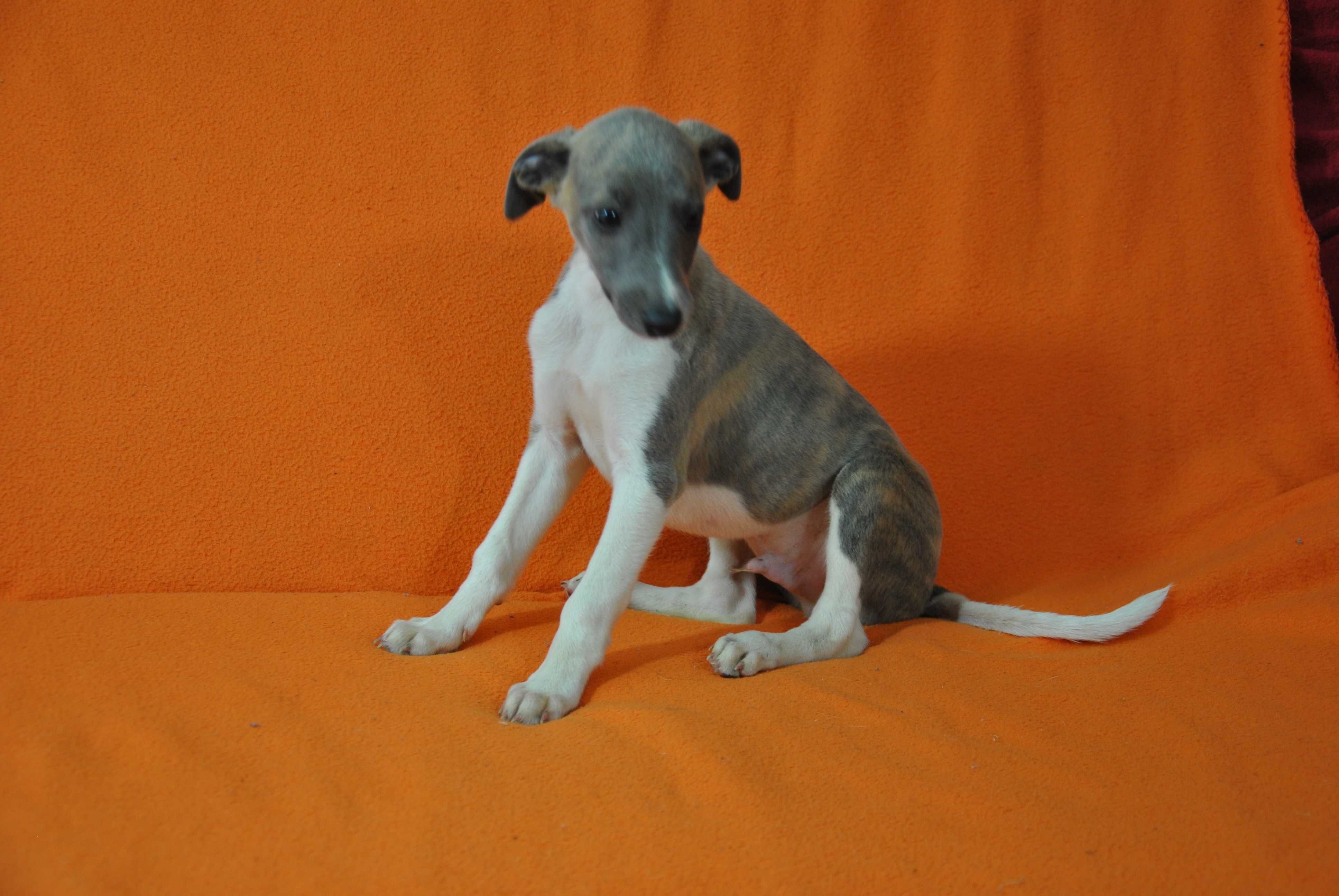 Chart angielski whippet