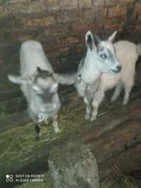 dwie młode kozy (3 miesiące)