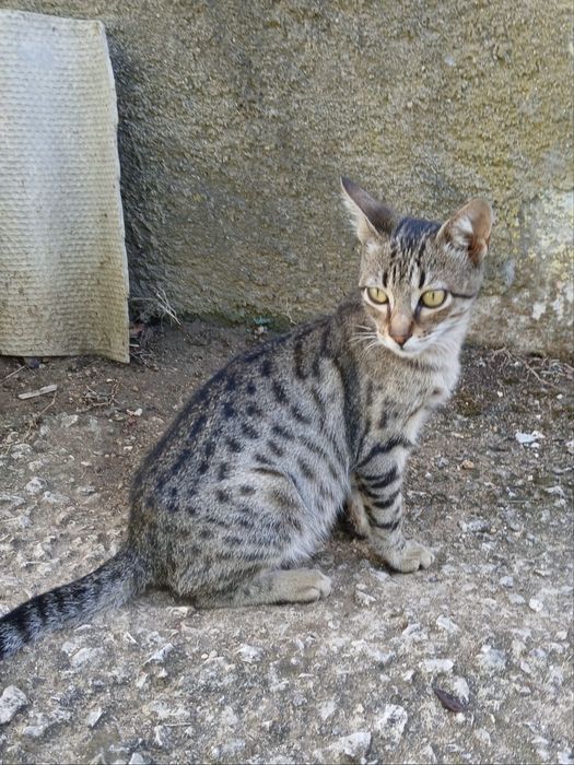 Gatinho bebé abandonado!