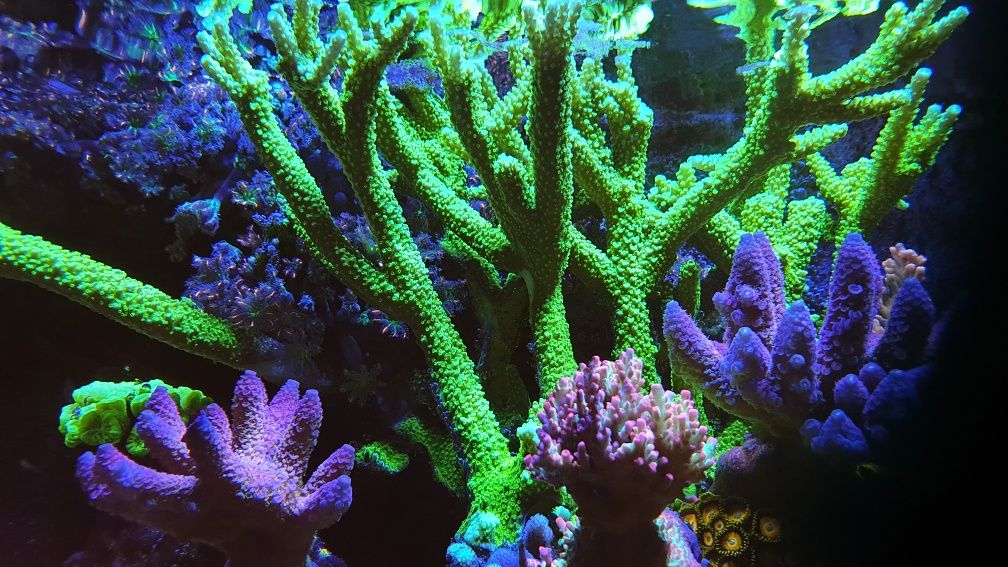 Acropora 1 koralowiec