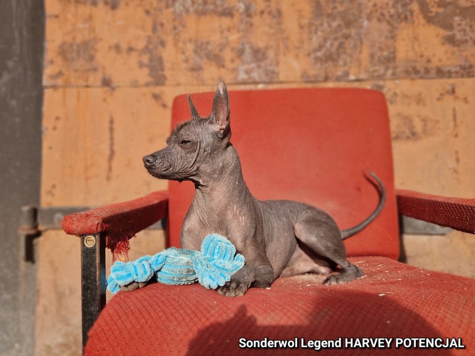 Nagi Pies Meksykańsk mini * piesek XOLO
