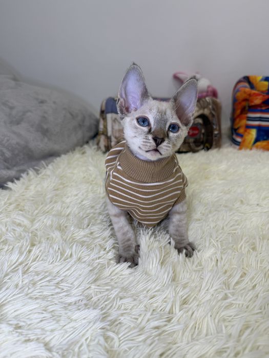 Красивый котенок, Тимурка, ищет лучших родителей