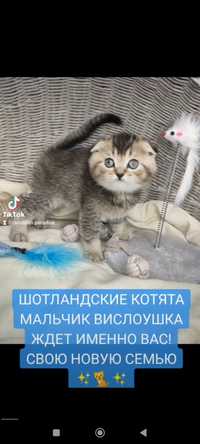 Продам Шотландских котят