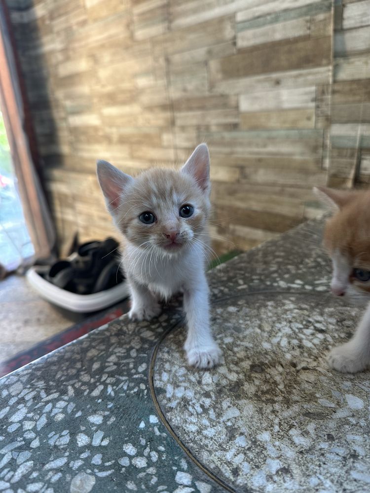 Кошенята безкоштовно