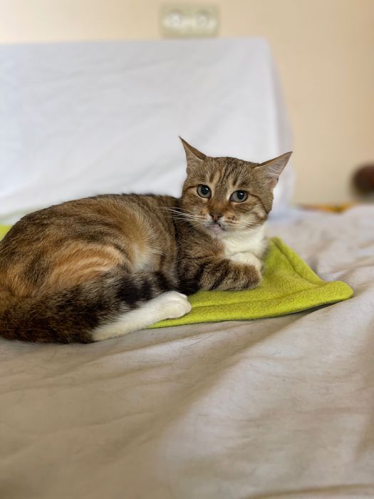 Котики, коти кішка стерилізована