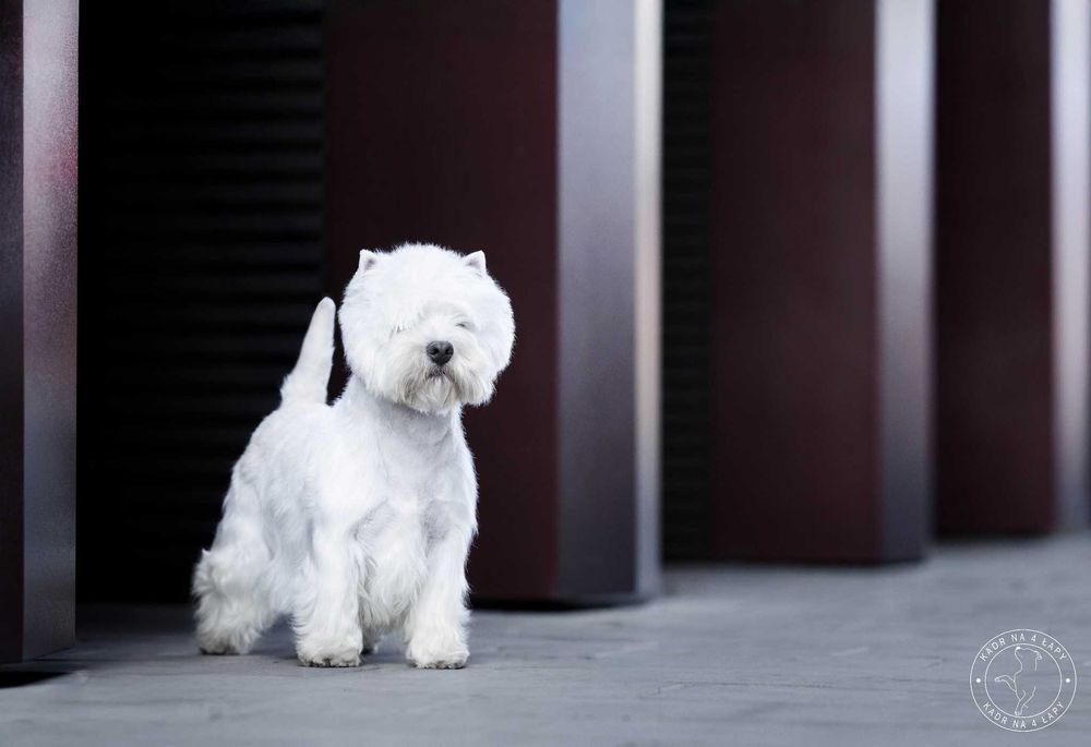 West Terrier ZKwP piesek po Championie