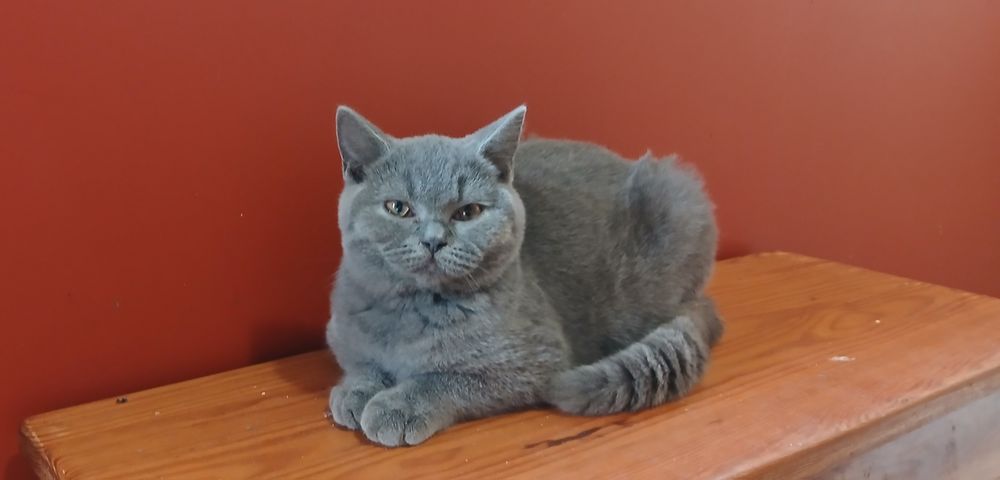 Kot Brytyjski koteczka brytyjska