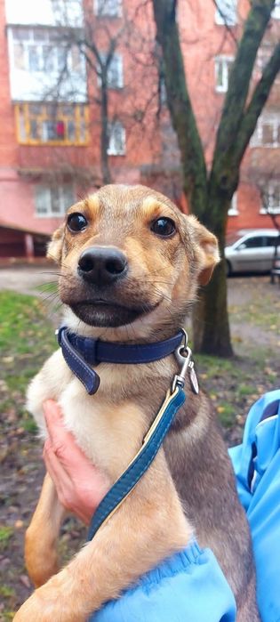 Подаруйте собачій дитинці родину!