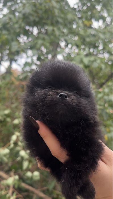 Pomeranian dziewczynka czarna mini