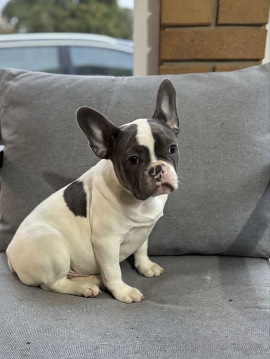 Buldog francuski  szczeniaczek