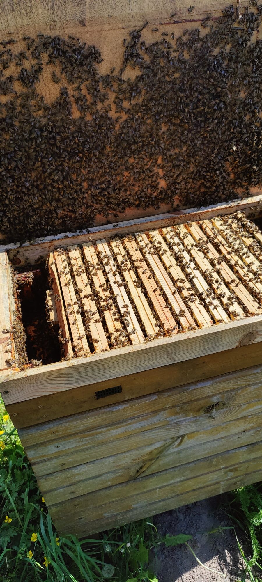 Rodziny pszczele, odkłady