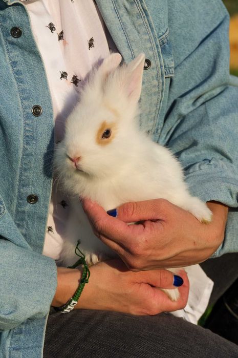 króliki lewki - miniaturki lwie