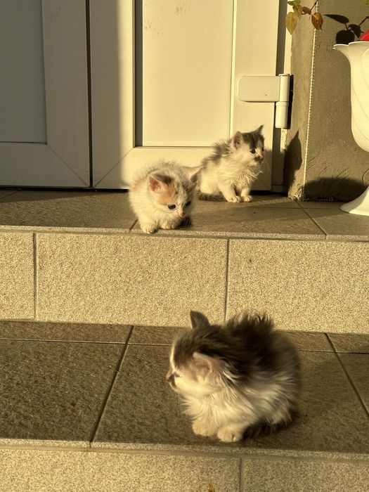 Муркотливі котики в добрі руки! Знають лоток!