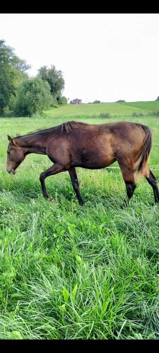Sprzedam ogierka pełnej krwi angielskiej