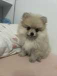 Pomeranian Szpic Miniaturowy